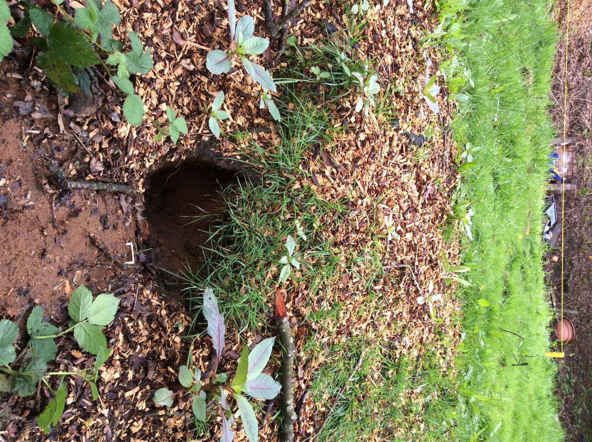 Badger surveys Darwin Ecology Ltd